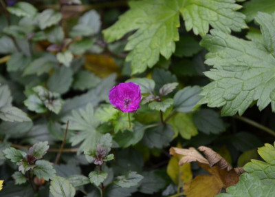 Geranium.16-1.jpg