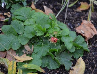 Geum-FlamesOfPassion.16-1.jpg