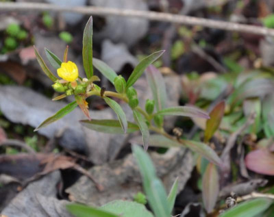 Oenothera_minima.16-1.jpg