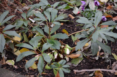 Helleborus_niger-ChristmasCarol.16-1.jpg