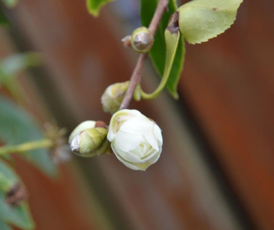 Camellia-SnowFlurry.16-3.jpg