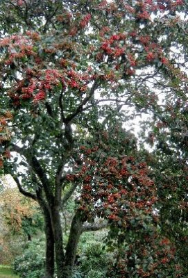 Photinia_beauverdiana_var._notabilis_klein.jpg