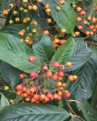 Photinia_beauverdiana_var._notabilis_Fruchte_klein._JPG.jpg