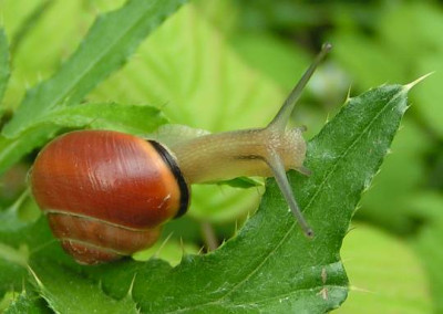 schnecke12.jpg