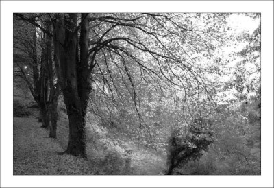 Tilia_1_sw_29-10-2006.jpg