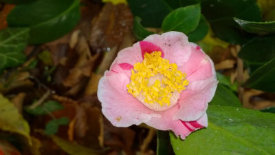 WP_20161119_001 Camellia japonica Kiyo.jpg