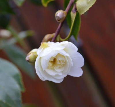 Camellia-SnowFlurry.16-4.jpg
