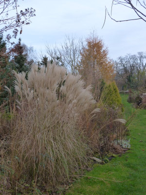 2016-11-21 Miscanthus 'Hermann Müssel'.jpg