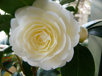 Garten_222.jpg