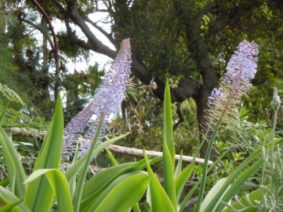 Madeira 2016 015.JPG