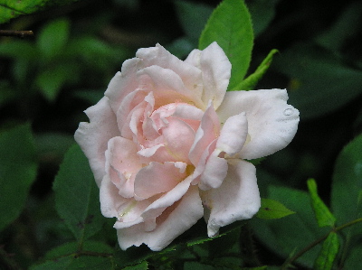 Gabrielle-1.jpg