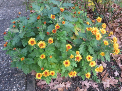 Chrysanthemum welches?_4509.jpg
