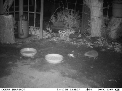 igel01.jpg