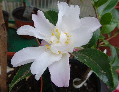 Camellia Caudata.jpg