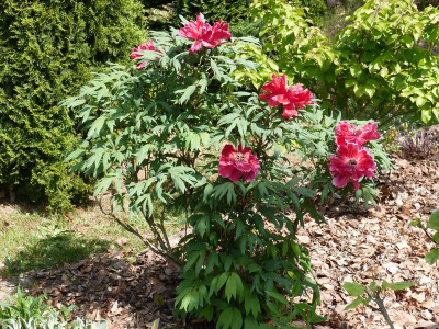 2016-05-22 Paeonia 1.jpg