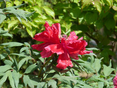 2016-05-22 Paeonia 2.jpg