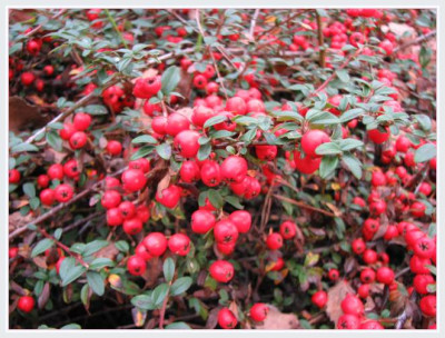 BEERE_FR_0311_RI.jpg