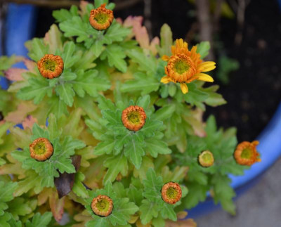 Chrysanthemum-orange.16-1.jpg