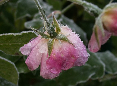 Eis-Multiflore-11-06.jpg