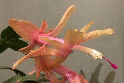 Schlumbergera Sol Brasil 11-2016.jpg