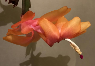 Schlumbergera Outono Brasil 11-2016.jpg
