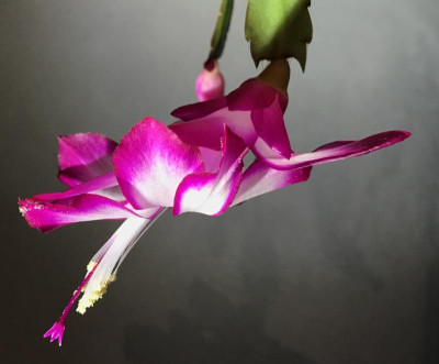 Schlumbergera pink-weiss 11-2016.jpg