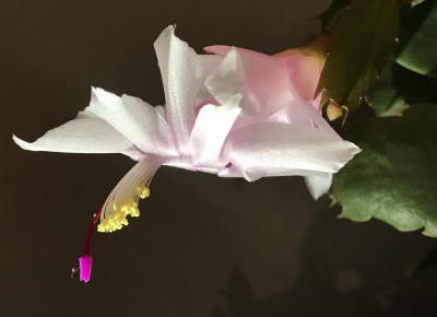 Schlumbergera weiss 11-2016.jpg