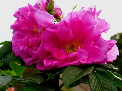 Haruga_Ga 2_RIMG0903.JPG