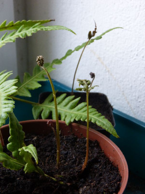 2016-11-25 Woodwardia unigemmata.jpg