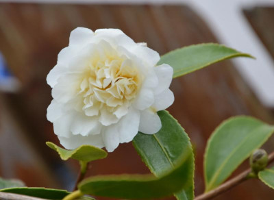 Camellia-SnowFlurry.16-9.jpg