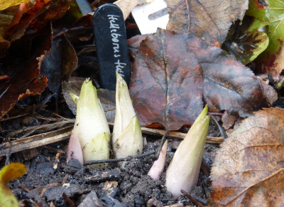 2016-11-27 Helleborus thibetanus.jpg