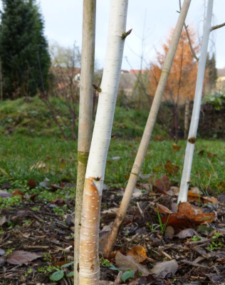 2016-11-27 Gartenimpressionen 3.jpg