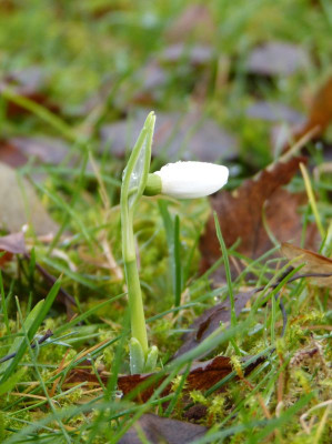 2016-11-27 Galanthus.jpg