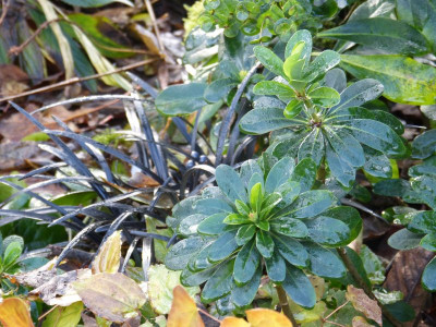 2016-11-27 Gartenimpressionen 1.jpg