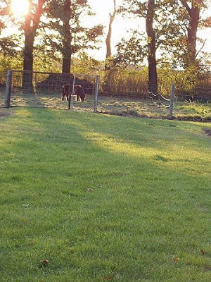 wiesenweg.jpg