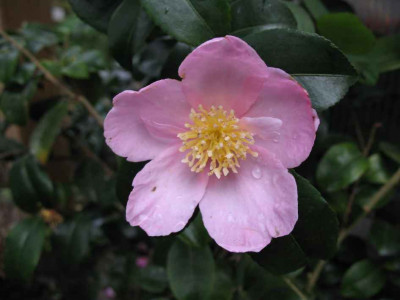 3.11.06.__Camellia_sasanqua_Plantation_Pink_004.JPG