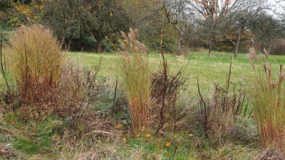 Miscanthus Morning Light PB240007.JPG