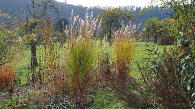 Miscanthus Grazillimus 2014 HUBEN PB240001.JPG