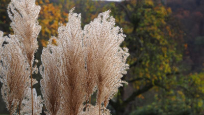 Miscanthus die Staudengärtnerei 2014 PB240012.JPG