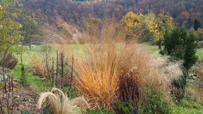 Molinia arundinacea Transparent PB240020.JPG