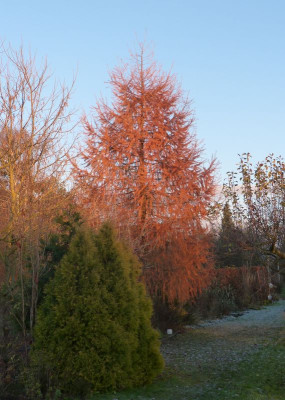 2016-11-28 Larix 2.jpg