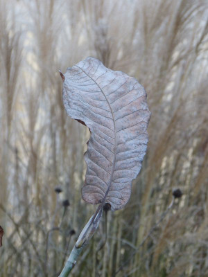 2016-11-28 Magnolia 'Ashei'.jpg