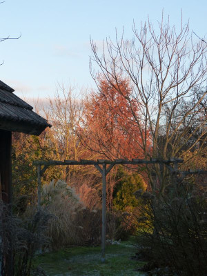 2016-11-28 Gartenimpressionen 1.jpg