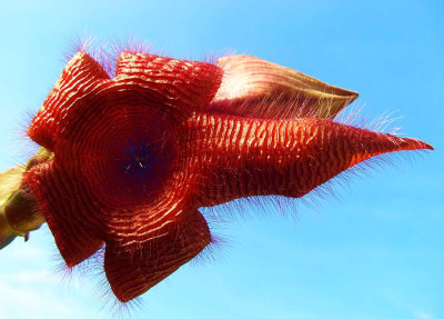 Stapelia_grandiflora.jpg