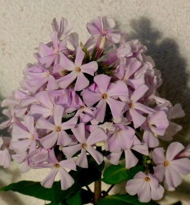 Sä. 2_aus Superphlox_RIMG1121.JPG