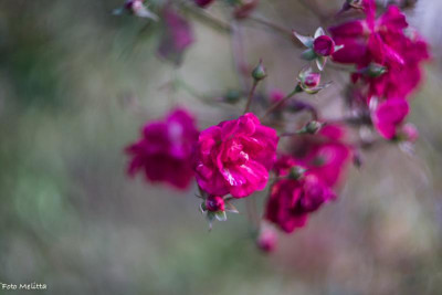 DSC00004.jpg