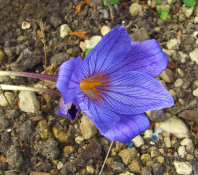 Crocus_speciosus_Aino.jpg