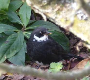 amsel-uw3a.jpg