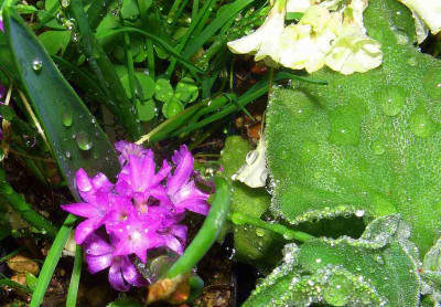 Polyxena_pauciflora_und_Mesembryanthemum_crystallinum.jpg