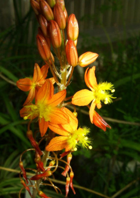 Bulbine_frutescens_Samling_06.jpg